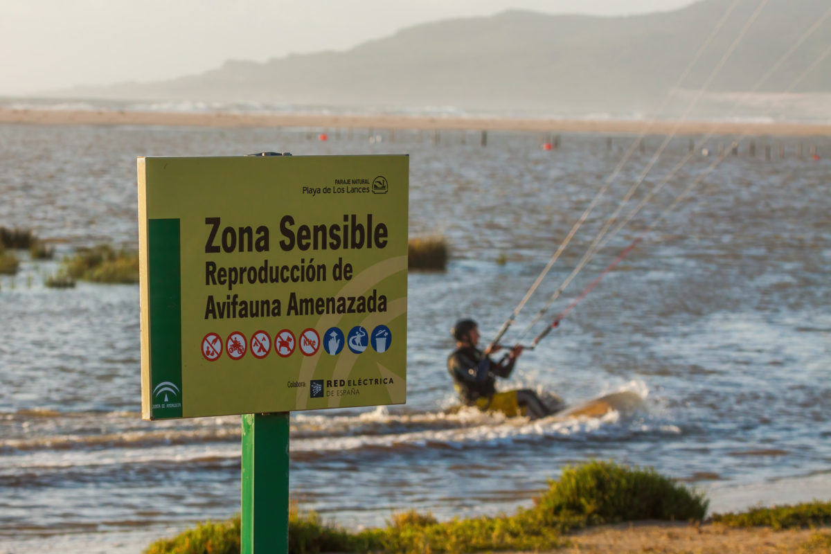 Los deportes acuáticos y la conservación de aves en Cádiz