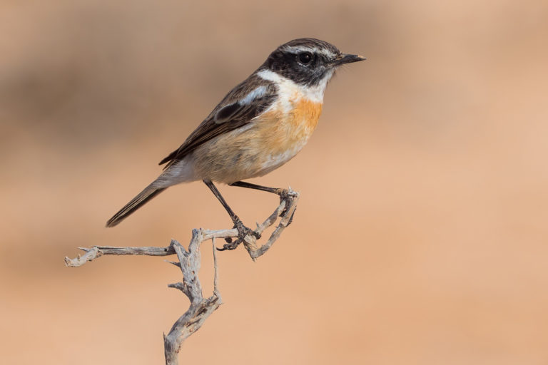 Fuerteventura Stonechat in the Canary Islands. Photography by Yeray Seminario, Birding The Strait.
