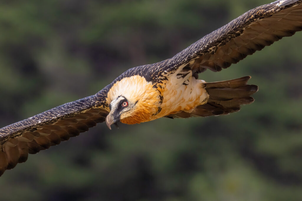Bearded Vulture in the Pyrenees, Spain, by Javi Elorriaga, Birding The Strait