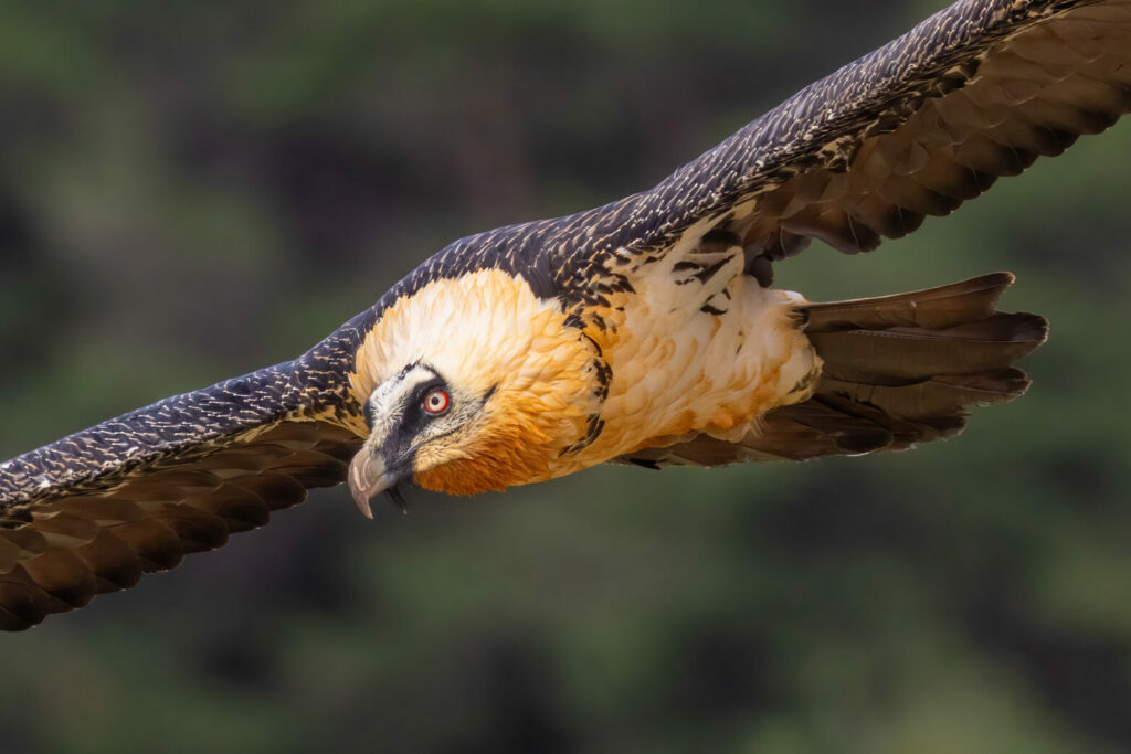 Bearded Vulture in the Pyrenees, Spain, by Javi Elorriaga, Birding The Strait