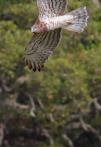 Short-toed Snake-Eagle