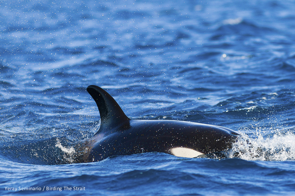 We had really close views of this pod of Orcas!