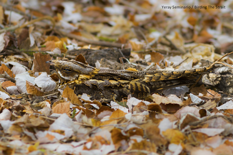 One of the Red-necked Nightjars still present in the Strait of Gibraltar in late September