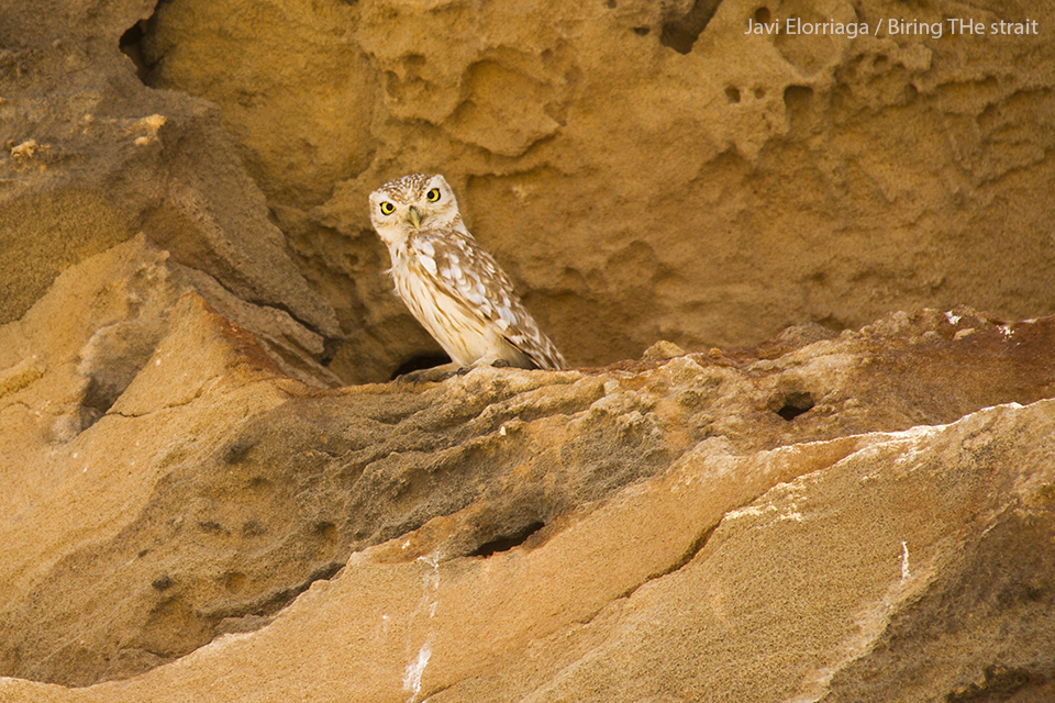 Little Owl of the saharae subspecies near Imlily