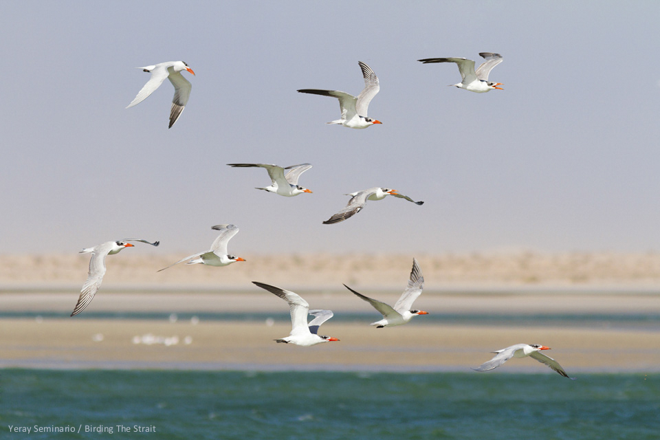 Caspian Terns concentrate in good numbers in the Bay of Dakhla
