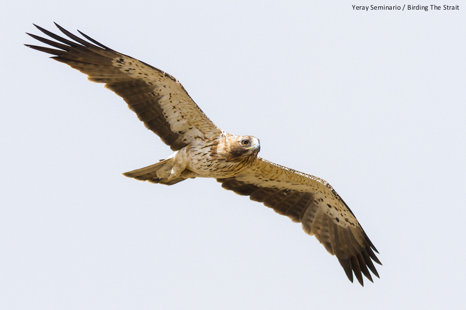 Pale morph Booted Eagle in active migration in the Strait of Gibraltar - by Yeray Seminario