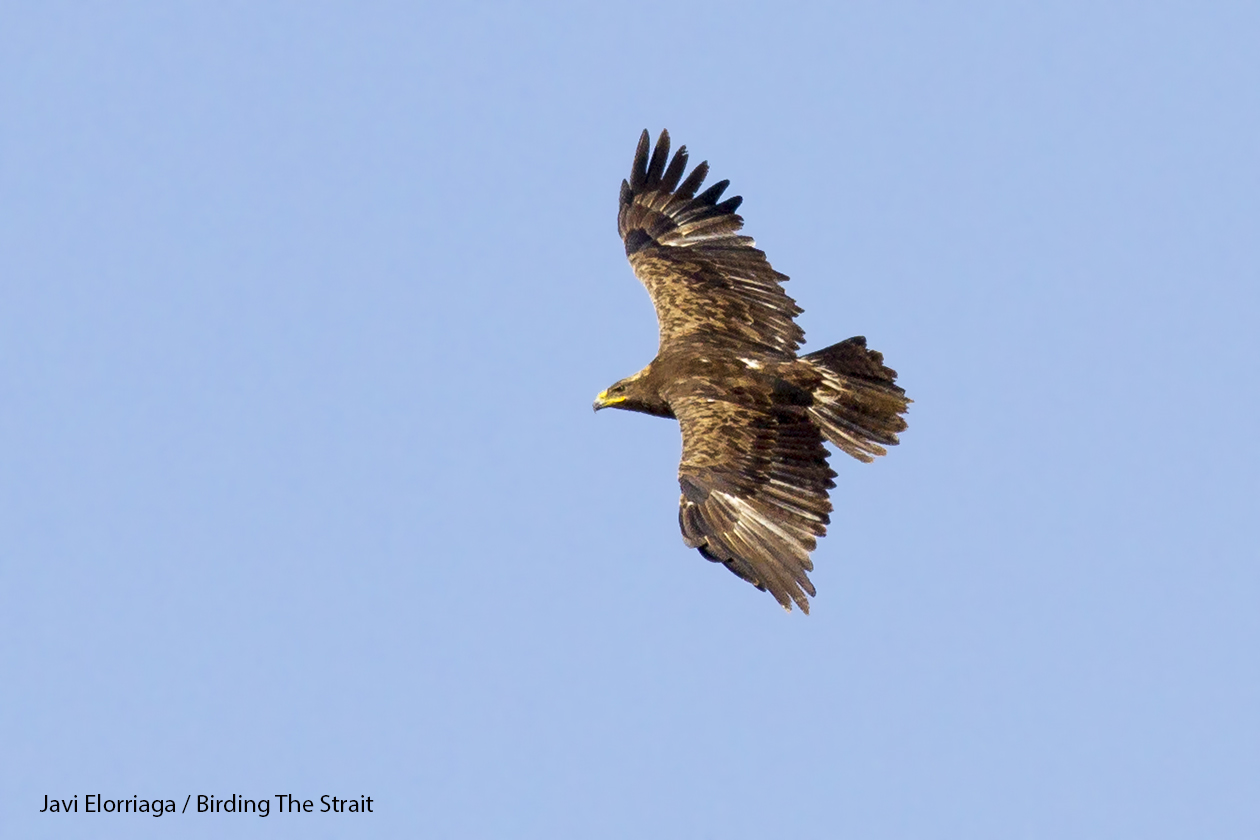 Adult Steppe Eagle in La Janda, the Strait of Gibraltar. 17 October 2016. The greyish and sparse barred flight feathers in the upperparts are characteristic of the species. 