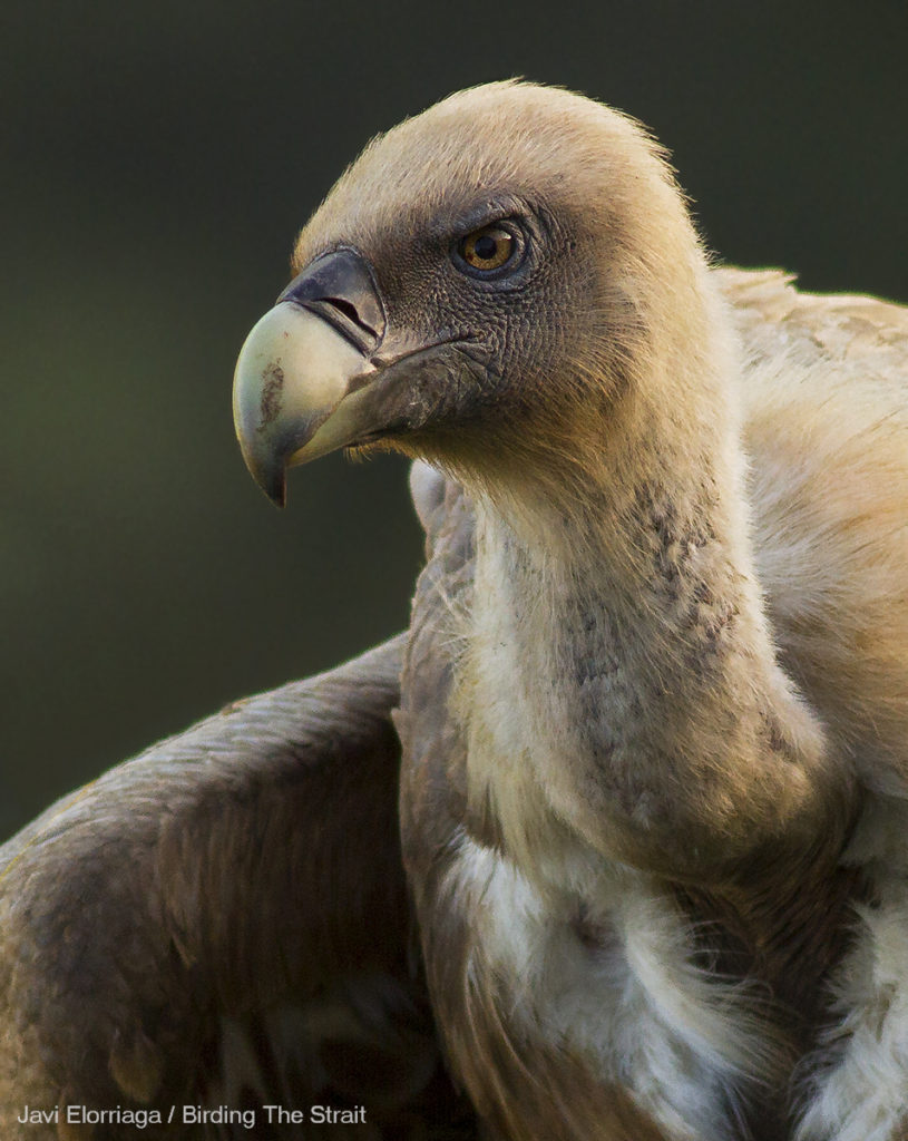 Griffon Sessions in Tarifa - Birding the Strait