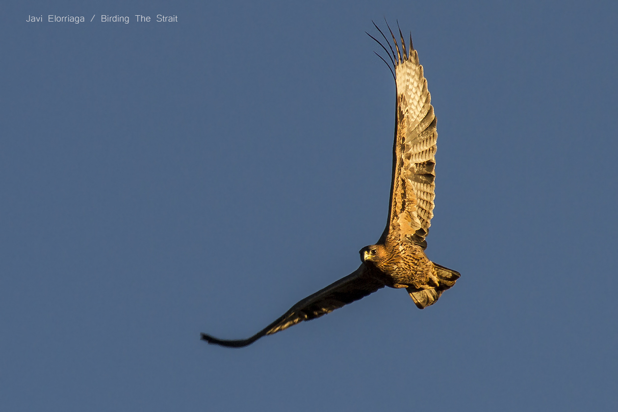 Birds of prey in Southern Spain - WILD ANDALUCIA BIRDING TOURS