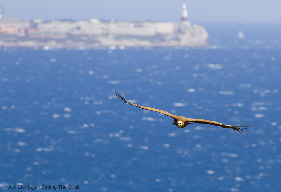 Immature Griffon in active migration across the Strait of Gibraltar, with Europa Point (Gibraltar) in the background - by Javi Elorriaga