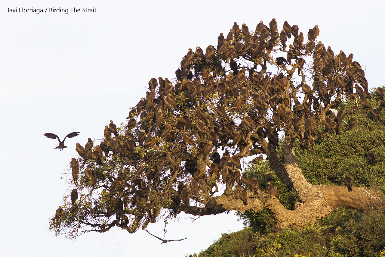 Black Kites gathering in a commonal roost on a Cork Oak. Photo by Javi Elorriaga /Birding The Strait