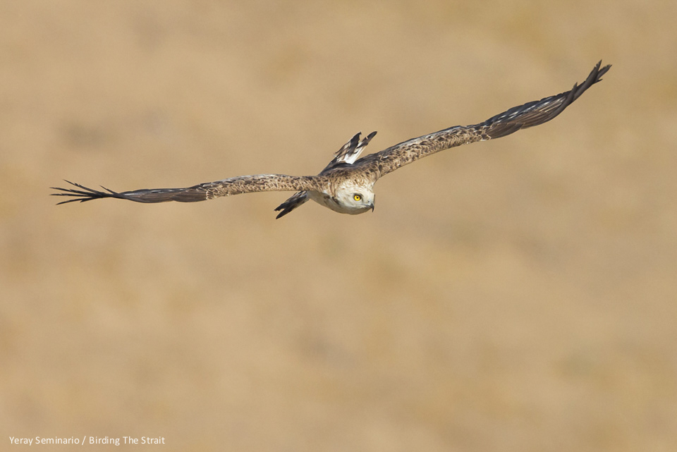 Short-toed Snake-Eagle near Tarifa - by Yeray Seminario