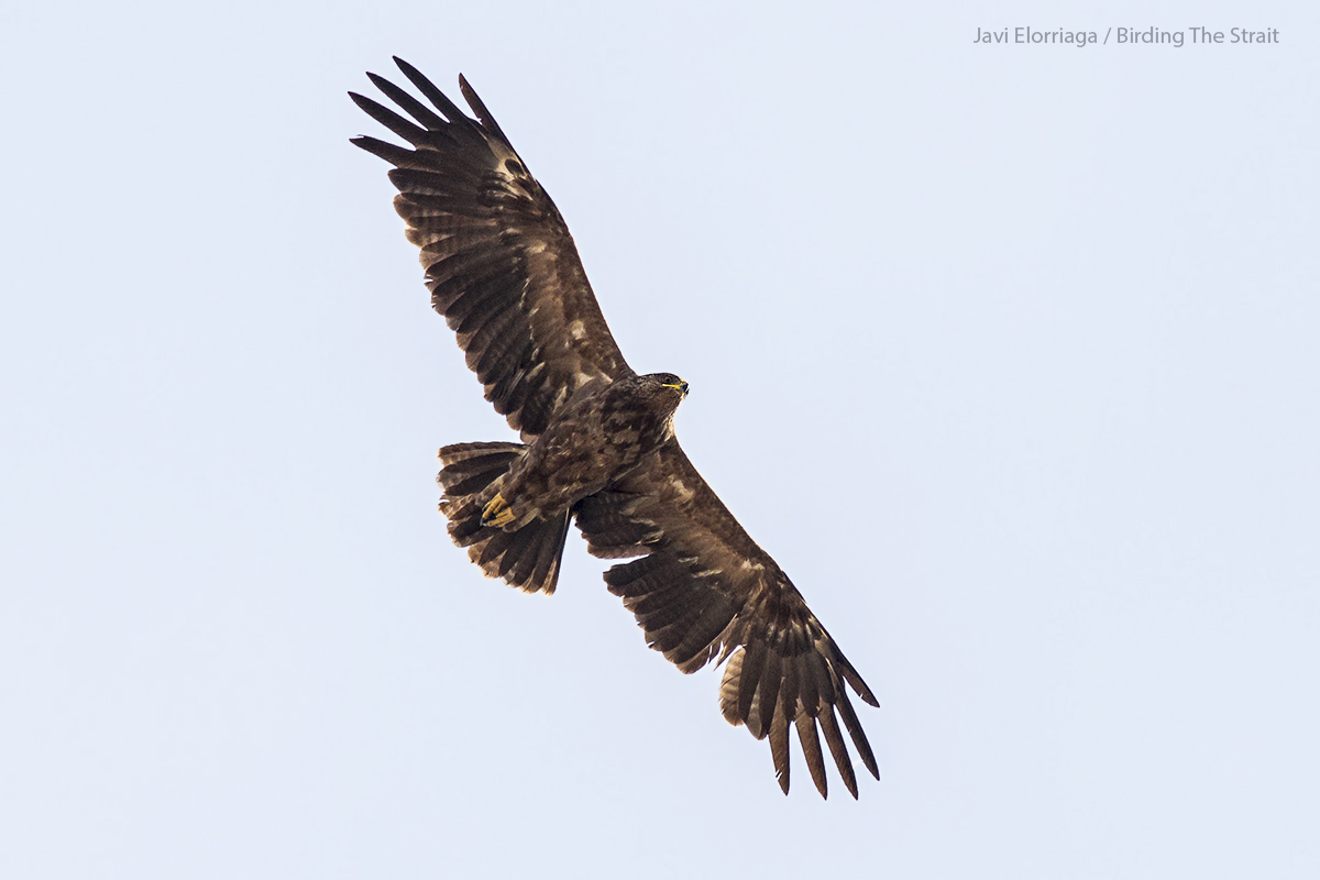 Immature Lesser-spotted Eagle at La Janda, October 2017 - By Javi Elorriaga