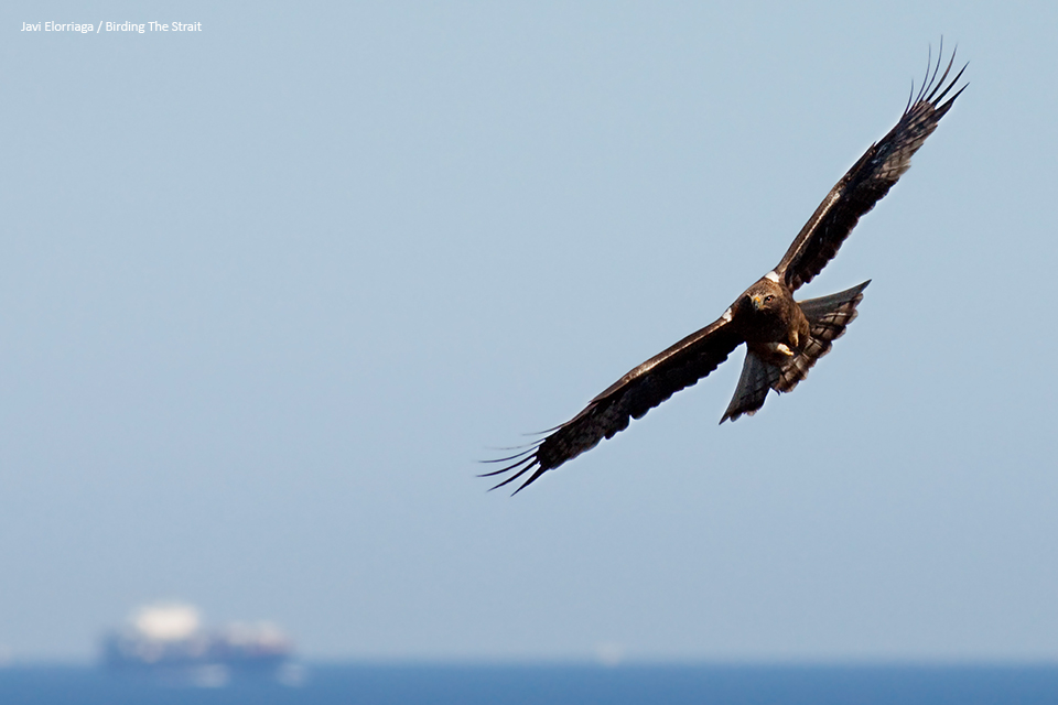 Dark morph Booted Eagle reaching Europe from Africa across the Strait of Gibraltar - by Javi Elorriaga