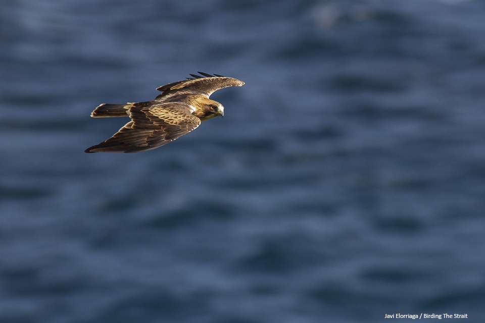 Booted Eagle in active migration over the ocean in Tarifa - by Javi Elorriaga