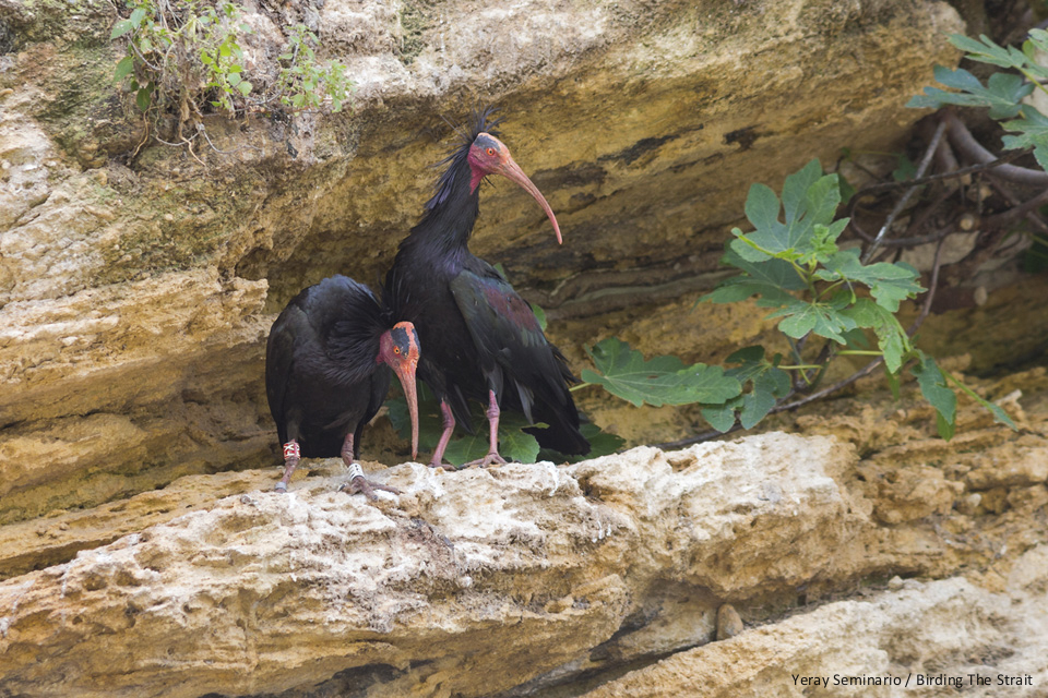 Northern Bald Ibis starting their breeding season at the colony