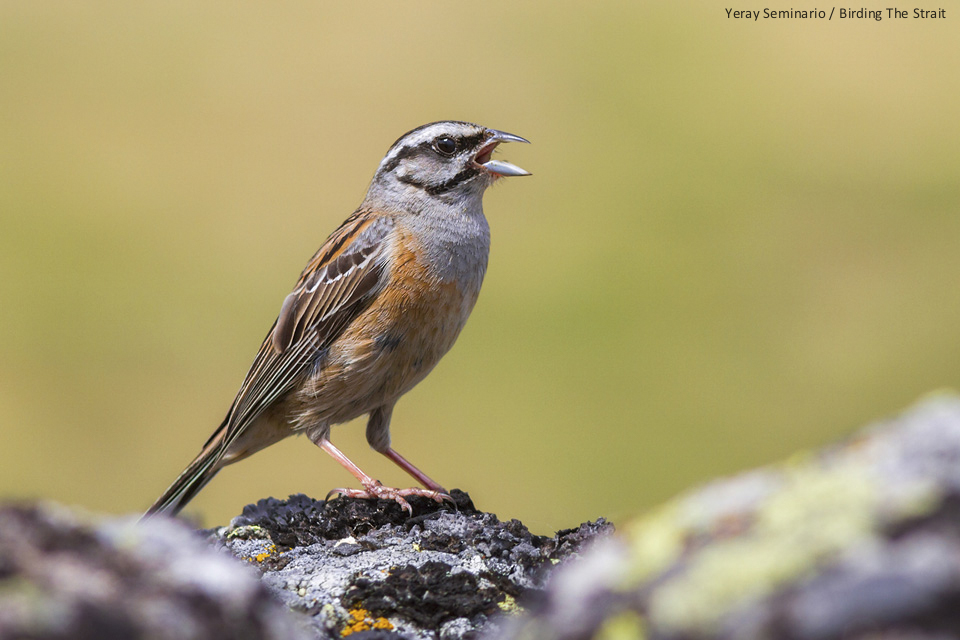 The Rock Bunting is an uncommon but regular species at Sierra de la Plata