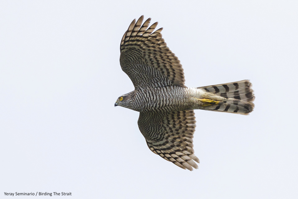 Eurasian Sparrowhawk as its arrival to the European Continent