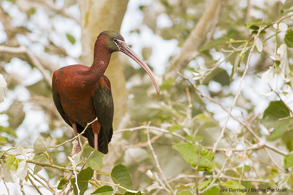 Blackish at the distance, only at close range the Glossy Ibis shows its real color. Javi Elorriaga / Birding The Strait
