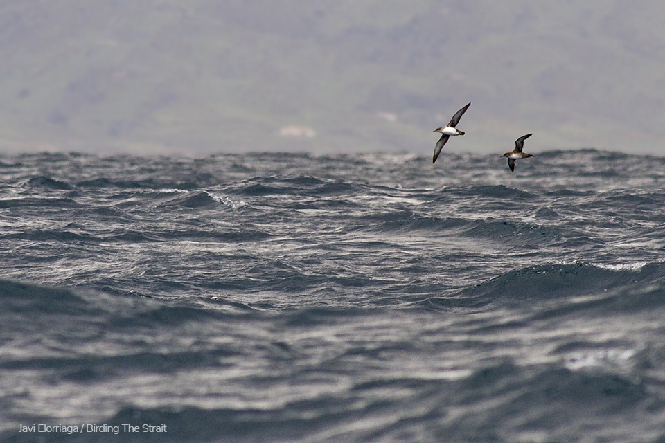 Balearic Shearwaters in Tarifa - Photo by Javi Elorriaga / Birding The Strait