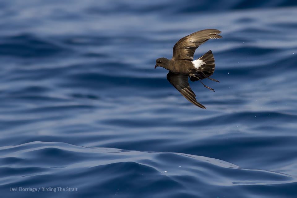Wilson's Storm-Petrel in the Gulf of Cadiz. Photography by Javi Elorriaga, Birding The Strait.