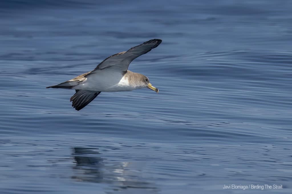 Scopoli´s Shearwater in Andalucia. Photo by Javi Elorriaga / Birding The Strait