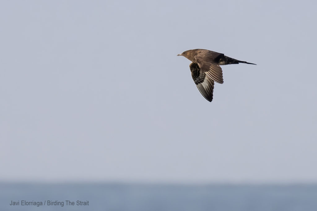 During this birding boat trip in Cadiz we saw three different Artic Skuas. We found all of them within the first miles of sailing, near the coast of Chipiona. Gulf of Cadiz, September 2020.