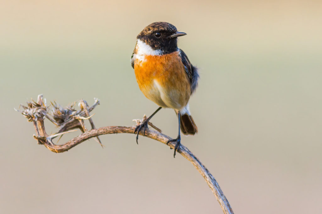 The European Stonechat is very common in our local patch of La Janda, and will surely be an addition to our list during the October Big Day 2020. Photography by Yeray Seminario, Birding The Strait.