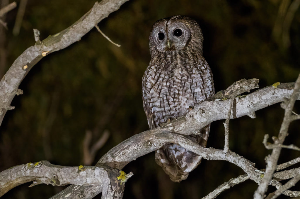 We intend to take advantage of all the hours we can on October 17 to see and hear the greatest number of species, including nocturnal birds, like this Tawny Owl in Tarifa. Photography by Yeray Seminario, Birding The Strait.