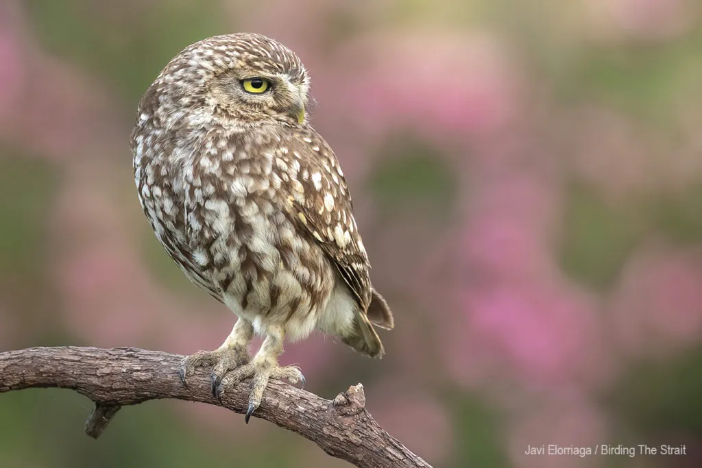Nature conservation in Andalucia – Nest boxes for raptors with 14KM