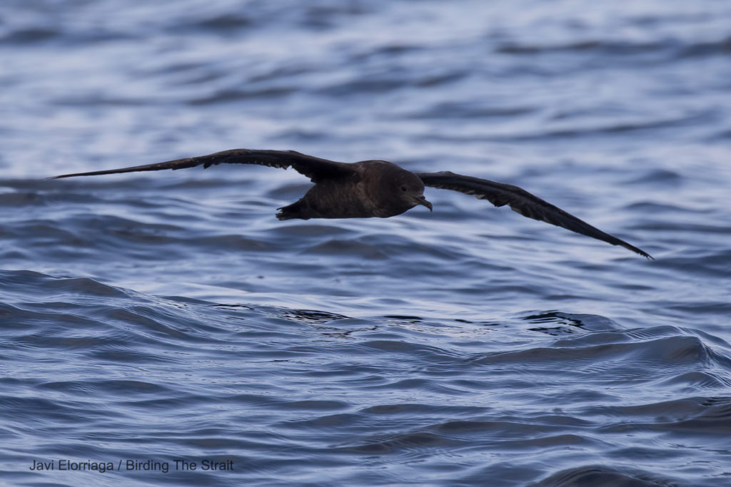 Sooty Shearwater in the Strait of Gibraltar.