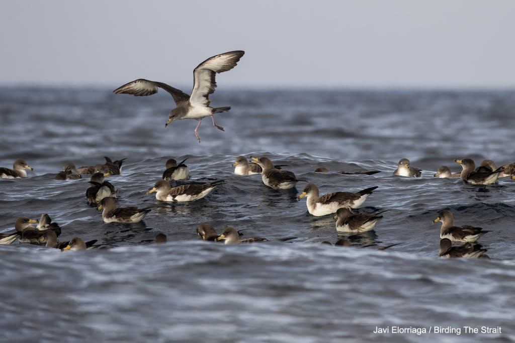 Cory's Shearwaters in the Strait of Gibraltar. Birding The Strait.