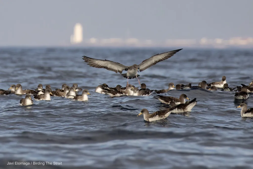 Pelagic birding in Tarifa