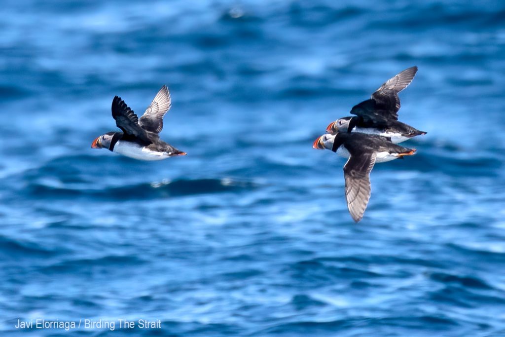 pelagic birding trips