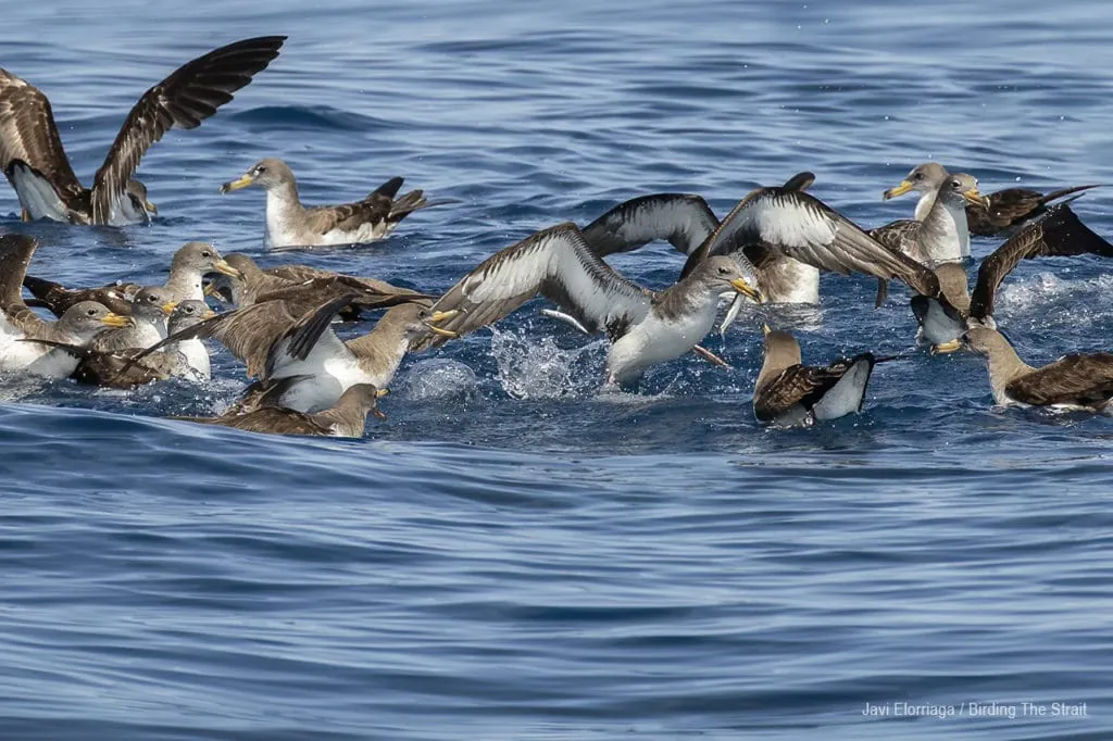 Pelagic Birding Trips in Cadiz
