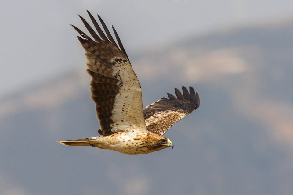 Booted Eagle in migration, Strait of Gibraltar. Photography by Yeray Seminario, Birding The Strait.