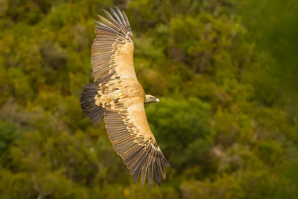 Upper view of a Griffon Vulture in flight, photographed in Monfragüe by Yeray Seminario / Birding The Strait.