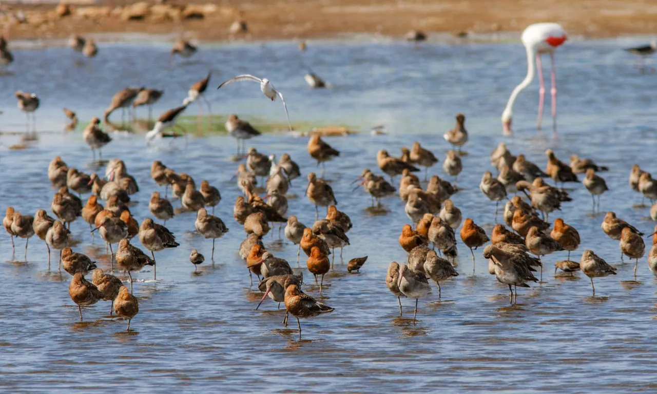 Black-tailed Godwits staging during spring migration in a saltmarsh in Cádiz, by Yeray Seminario / Birding The Strait.
