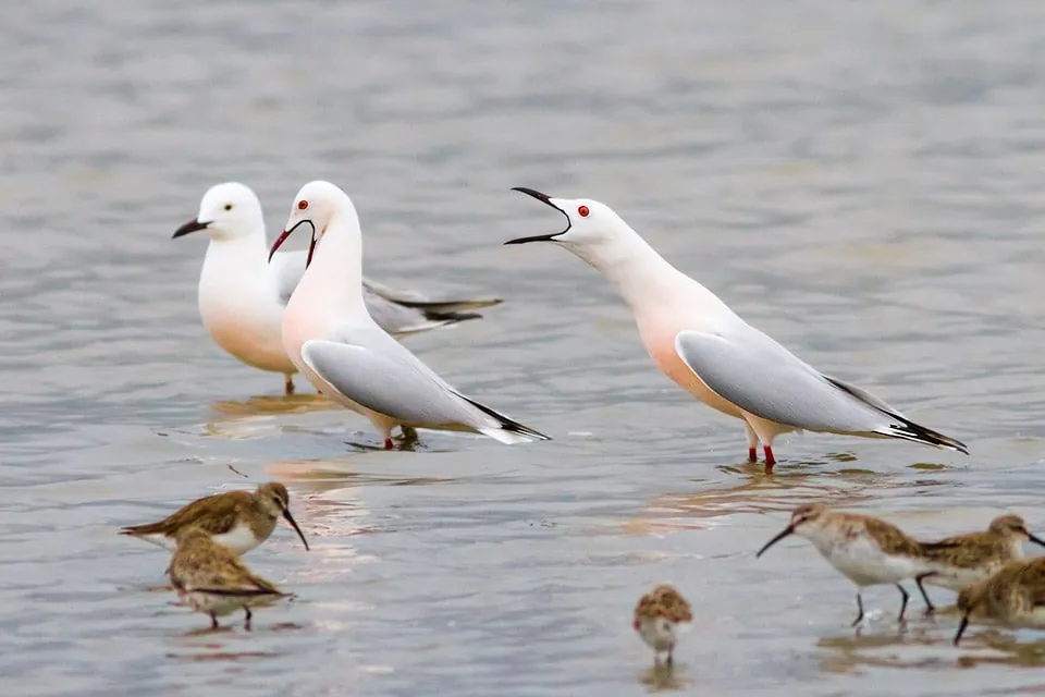 Slender billed gulls in breeding plumage, on a saltpan. Picture by Yeray Seminario / Birding The Strait
