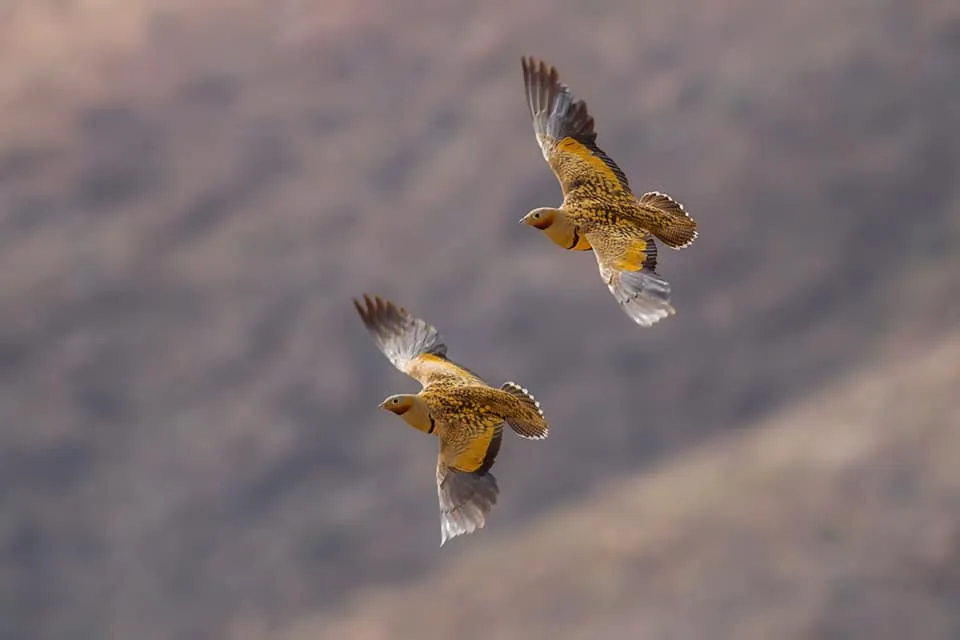 Black-bellied Sandgrouses in flight, photographed by Javi Elorriaga / Birding The Strait.