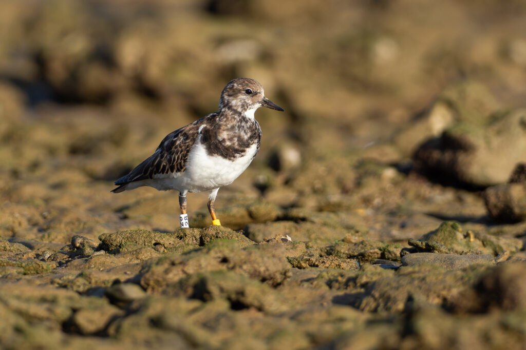At Montijo we saw this ringed Ruddy Turnstone, and we’re still trying to figure out where it came from!